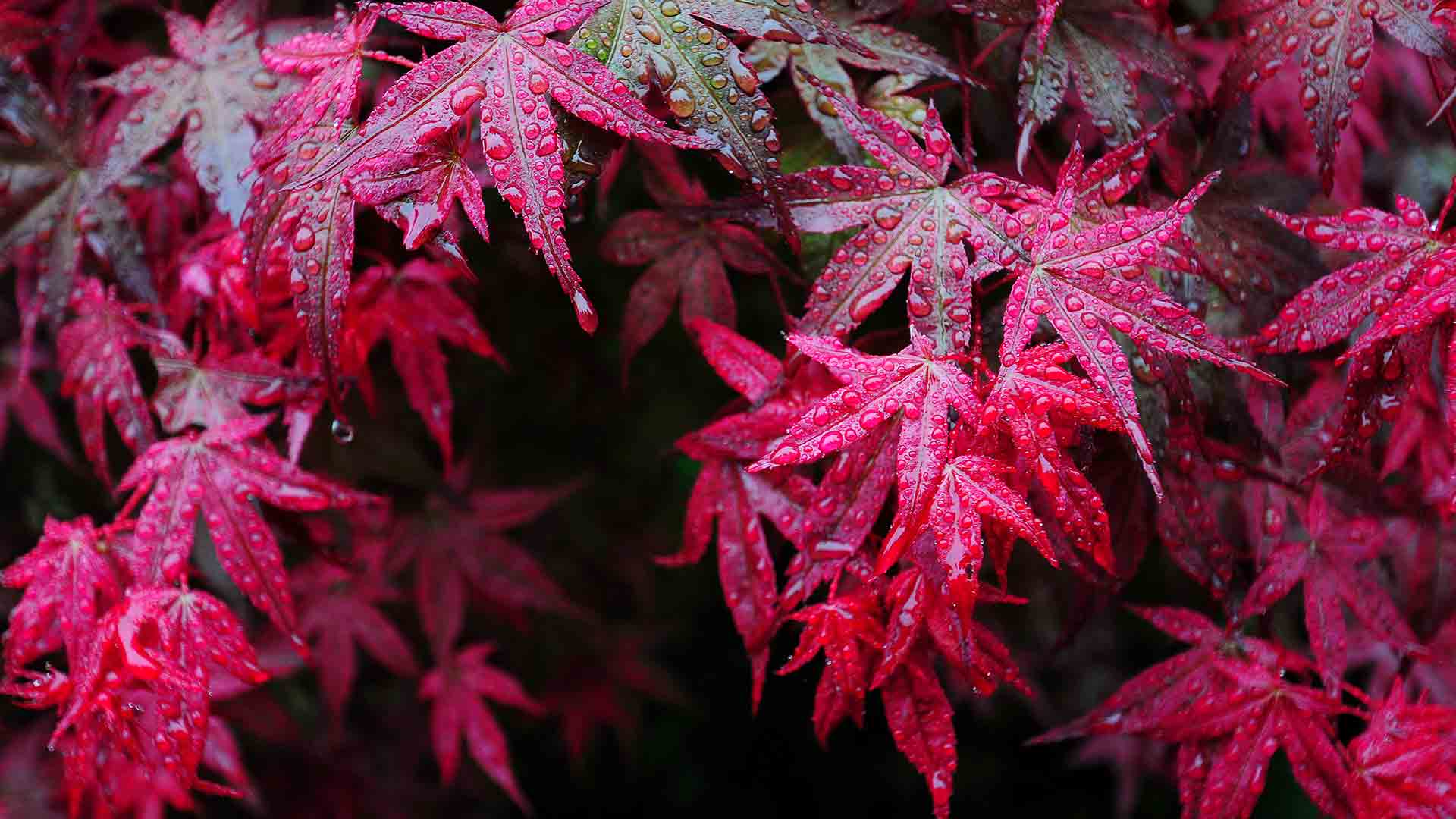 优质网站同好者周刊（第 009 期）- 倾城之链